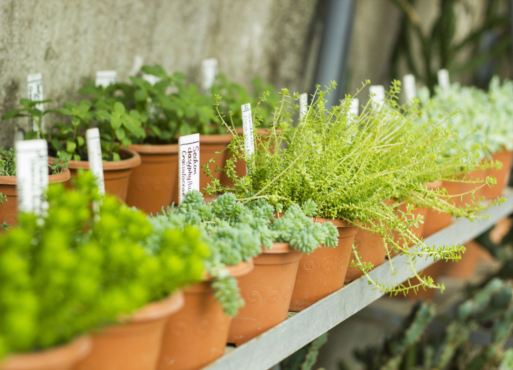 Plant Sale